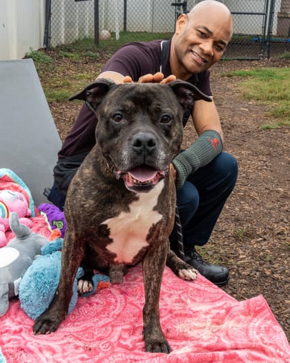 Photo of Donzi, adoptable dog in Chamblee, Georgia