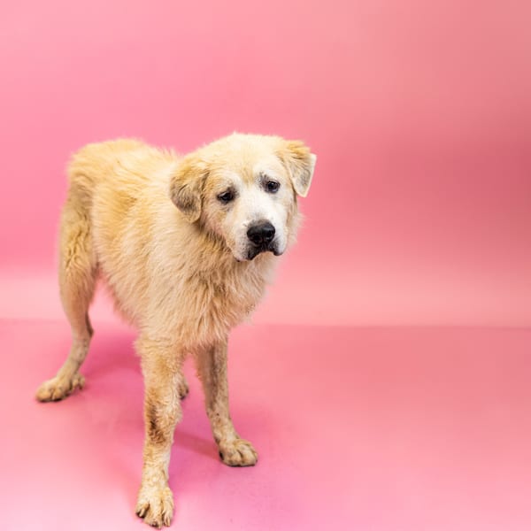 Photo of Vc-14c Cornbread Hw+, adoptable Great Pyrenees cross in Lawrenceville, Georgia