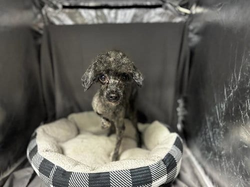 Photo of EZ, adoptable Poodle (Miniature) in Grovetown, Georgia
