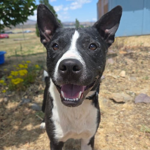 Photo of Parker, adoptable Border Collie in Yreka, California