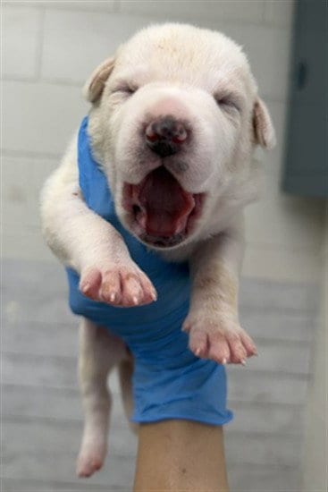 Photo of Skye, adoptable Pit Bull Terrier in San Bernardino, California