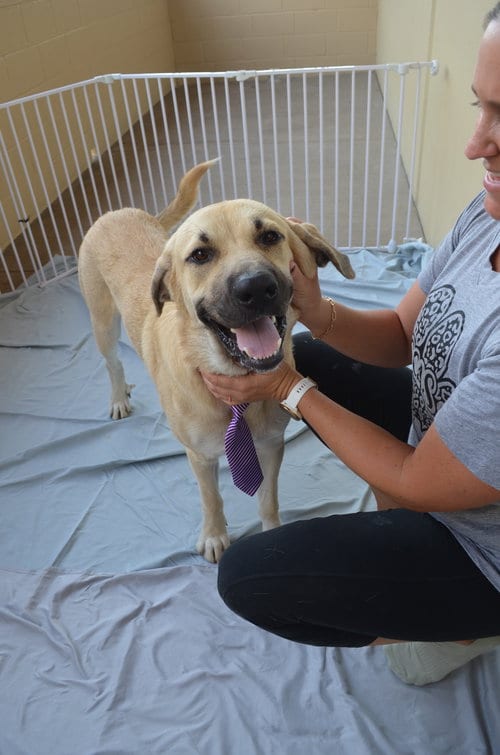 Photo of Alternator, adoptable Great Pyrenees in McKinney, Texas