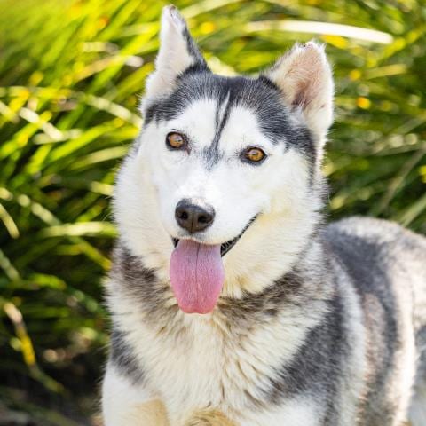 Photo of Brandy, adoptable Siberian Husky in Camarillo, California