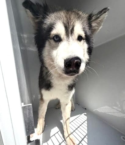 Photo of Senior Alaskan Husky, adoptable Alaskan Husky in Houston, Texas