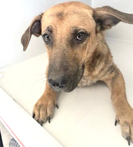 Photo of Senior Black Mouth Cur mix, adoptable Black Mouth Cur mix in Houston, Texas