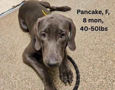 Photo of Pancake, adoptable Weimaraner in Arkansas