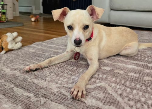 Photo of CreamPuff Chi3, adoptable Chihuahua in Wakefield, Rhode Island