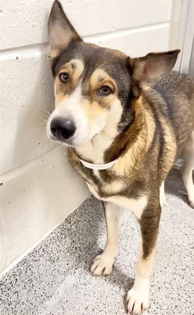 Photo of Sheila, adoptable Siberian Husky in Houston, Texas