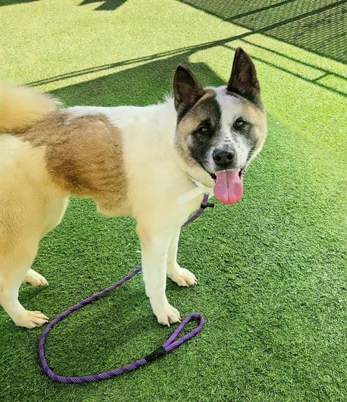 Photo of Lyra, adoptable Akita in Phoenix, Arizona