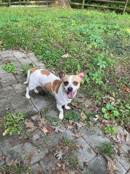 Photo of Hector, adoptable Chihuahua in Silver Spring, Maryland