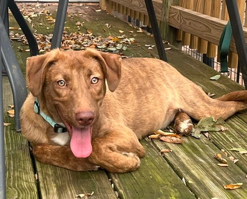 Photo of Stevie, adoptable Unknown breed (short coat) in Mount Laurel, New Jersey