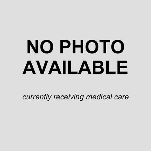 Photo of Bronco, adoptable Terrier in San Antonio, Texas