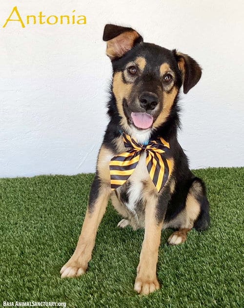 Photo of Antonia, adoptable Australian Shepherd in San Diego, California