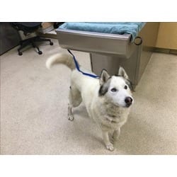 Photo of A1938140, adoptable Husky in Jurupa Valley, California
