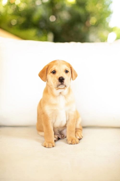 Photo of Heidi's Brennan, adoptable Shepherd in San Diego, California