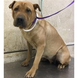 Photo of Puddin, adoptable Shar Pei in Jurupa Valley, California