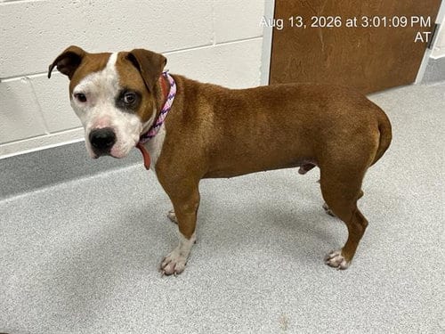 Photo of Kirk, adoptable American Pit Bull Terrier in Ocala, Florida