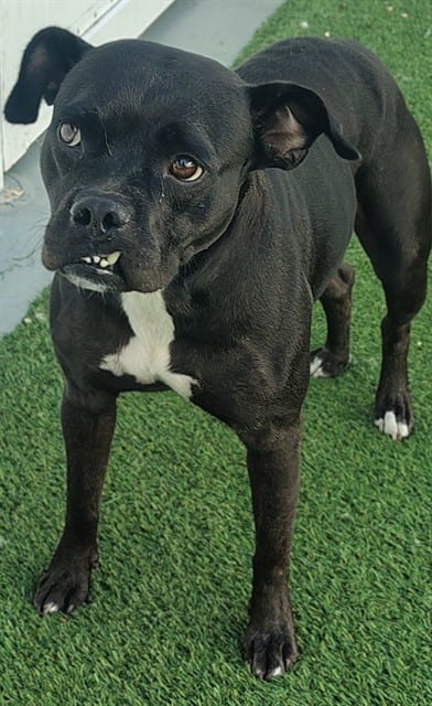 Photo of Miso, adoptable dog in Palmetto, Florida