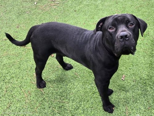 Photo of Billy, adoptable Bullmastiff in Van Nuys, California