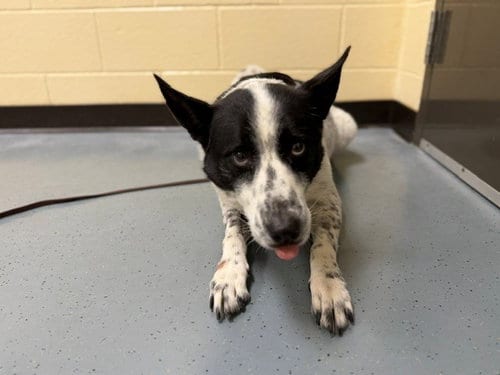 Photo of Gunner, adoptable Australian Cattle Dog/Blue Heeler in Denver, Colorado