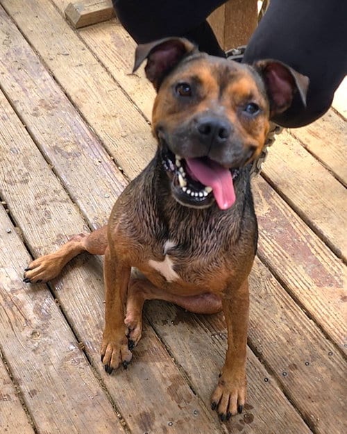 Photo of Cubbie, adoptable American Pit Bull Terrier in Wetumpka, Alabama