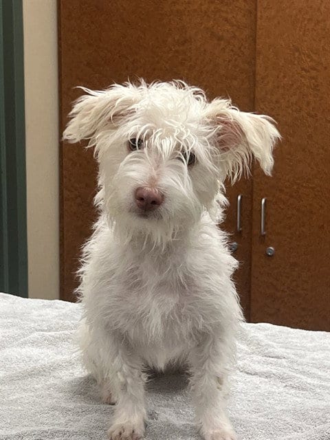 Photo of Betty White, adoptable Skye Terrier in Rancho Cucamonga, California
