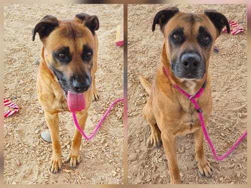 Photo of Nacho, adoptable Rhodesian Ridgeback in Albuquerque, New Mexico