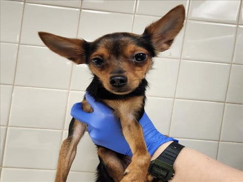 Photo of Butter, adoptable Chihuahua in Van Nuys, California