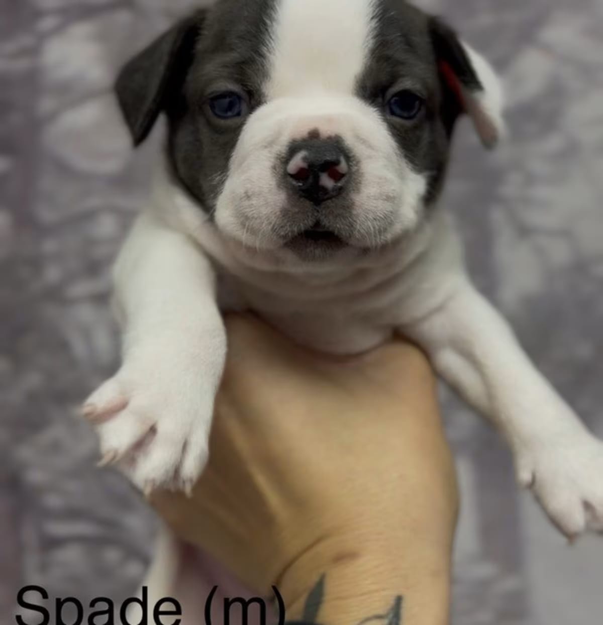 Photo of Spade, adoptable Bulldog/American Pit Bull Terrier in Ventura, California