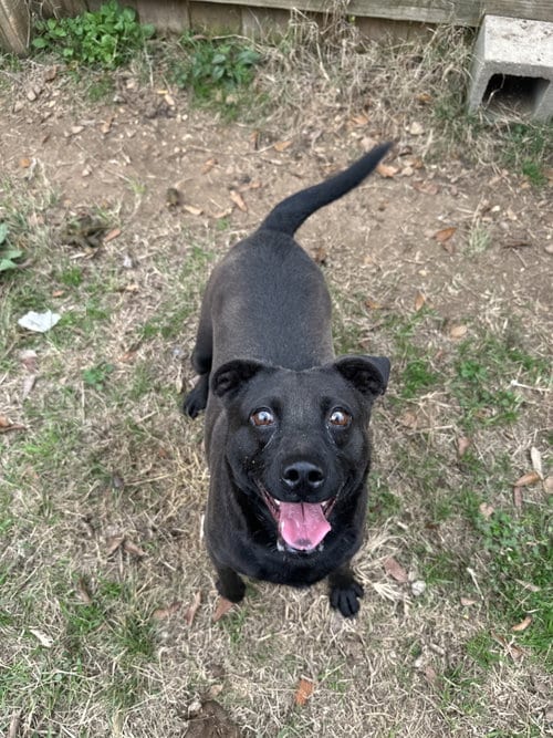 Photo of Cassidy, adoptable Black Labrador Retriever in Jackson, Mississippi