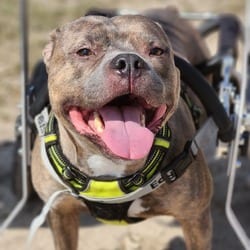 Photo of Forrest Gump AG, adoptable American Staffordshire Terrier American Pit Bull Terrier in Hartford, Connecticut