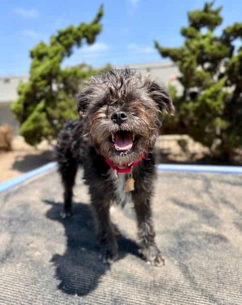 Photo of Skye, adoptable Terrier in Seal Beach, California