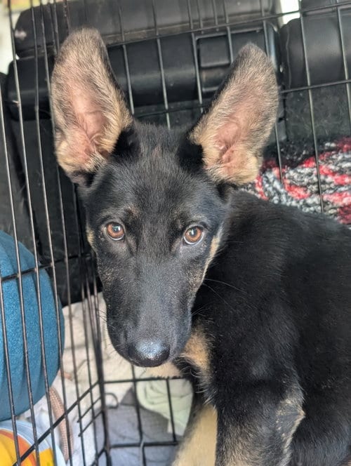 Photo of Louvre, adoptable German Shepherd Dog in Holly Springs, North Carolina