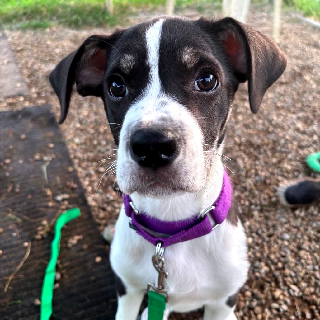 Photo of Taffy, adoptable Mixed Breed (Large) in Berea, Ohio