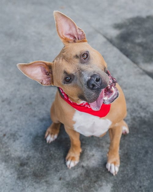 Photo of Rowan, adoptable Bull Terrier in Miami, Florida
