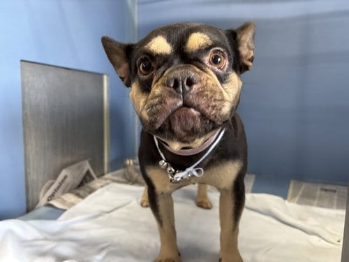 Photo of A595551, adoptable French Bulldog in San Bernardino, California
