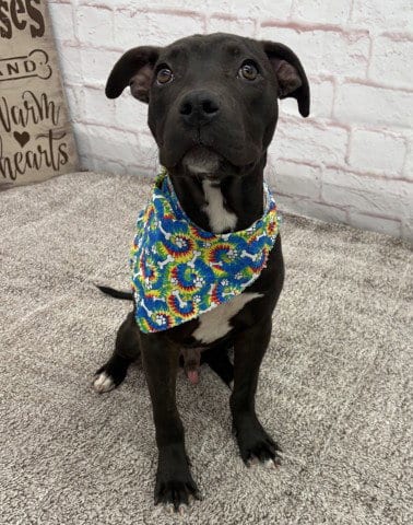 Photo of Kangri Karpo, adoptable American Staffordshire Terrier in Detroit, Michigan