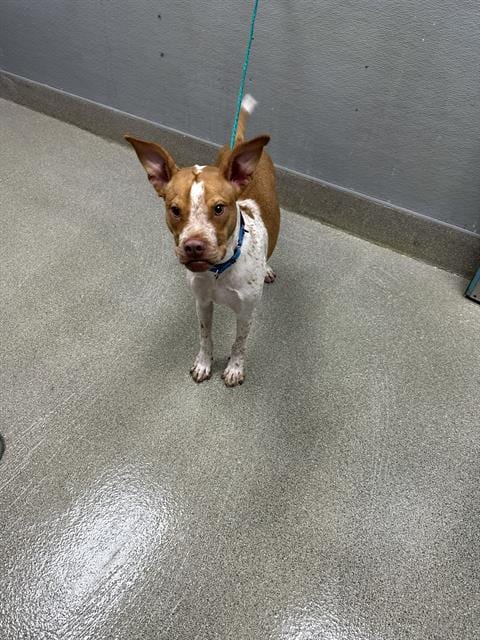 Photo of Raider, adoptable Pit Bull Terrier in Las Vegas, Nevada