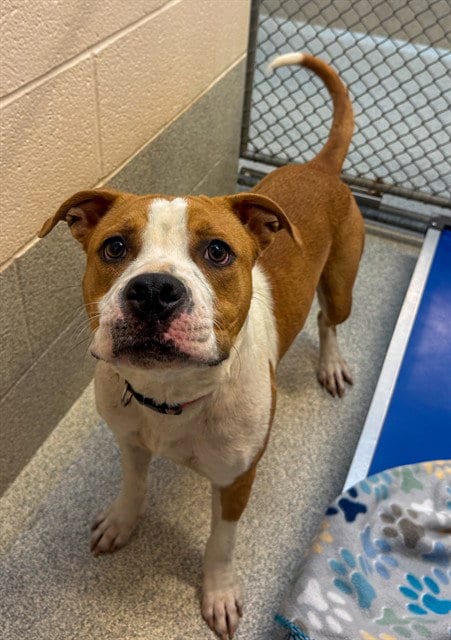 Photo of Della, adoptable Pit Bull Terrier in Statesville, North Carolina