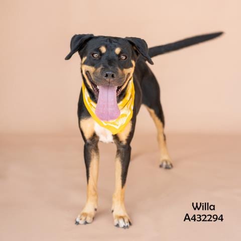 Photo of Willa, adoptable Rottweiler in Conroe, Texas
