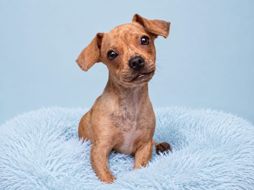 Photo of Publix, adoptable Dachshund in Romoland, California