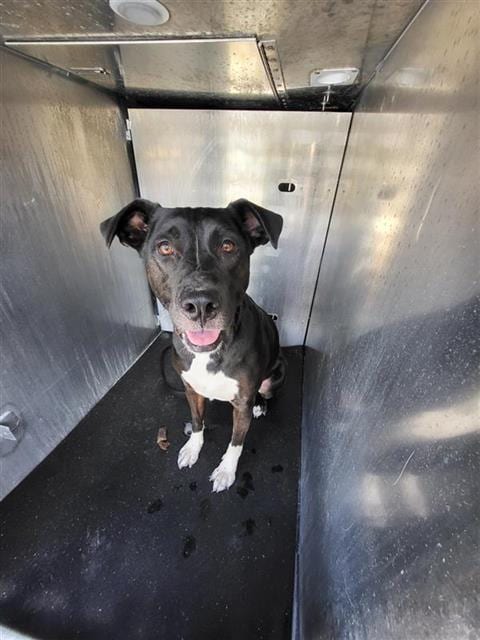 Photo of Sassy, adoptable Pointer in San Antonio, Texas