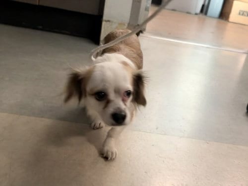 Photo of Spoty, adoptable Japanese Chin in Van Nuys, California