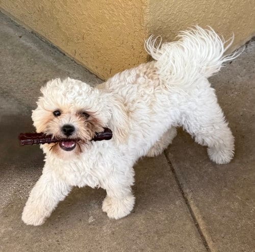 Photo of Tino, adoptable Shih Tzu in Roseville, California