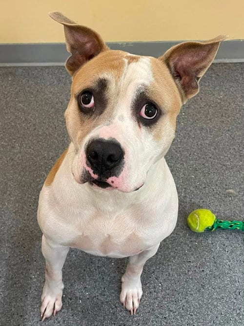 Photo of Butch, adoptable Pit Bull Terrier in Low Moor, Virginia