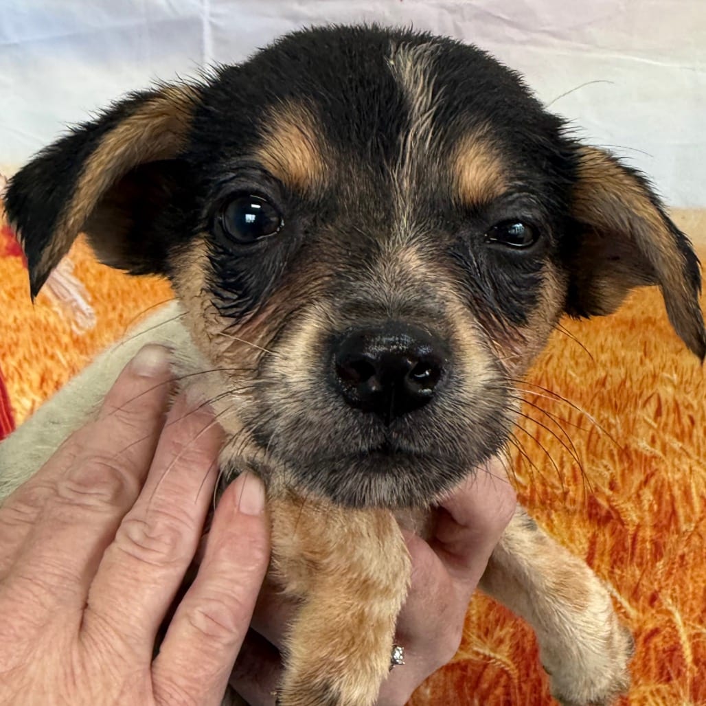 Photo of Marlo, adoptable Collie, Border / Cattle Dog, Australian (Blue Heeler) in Normal, Illinois