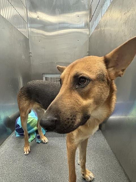 Photo of Marfa, adoptable Mixed Breed