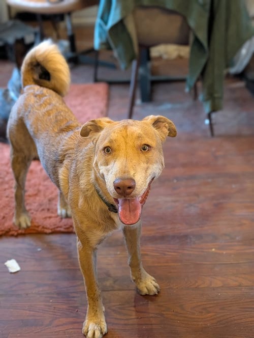Photo of Danny, adoptable Shepherd in ROSEVILLE, California