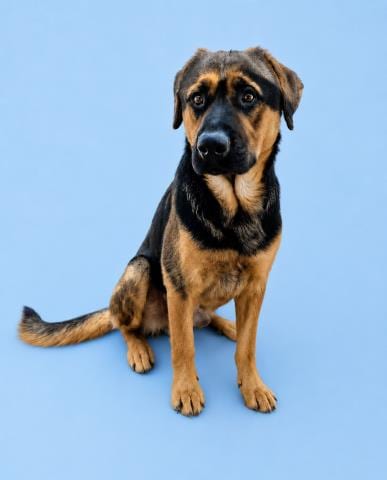 Photo of Wolfgang, adoptable German Shepherd Dog in HESPERIA, California