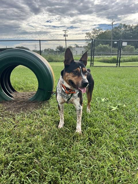 Photo of Hummer, adoptable Australian Cattle Dog/Blue Heeler in Winter Haven, Florida